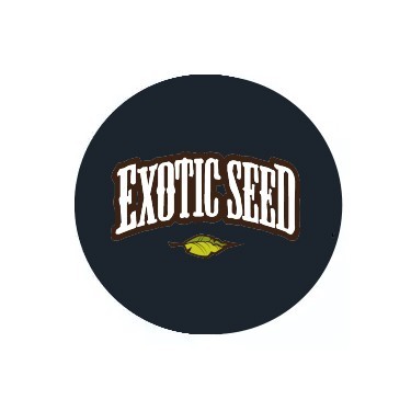 Exotic Seeds auto